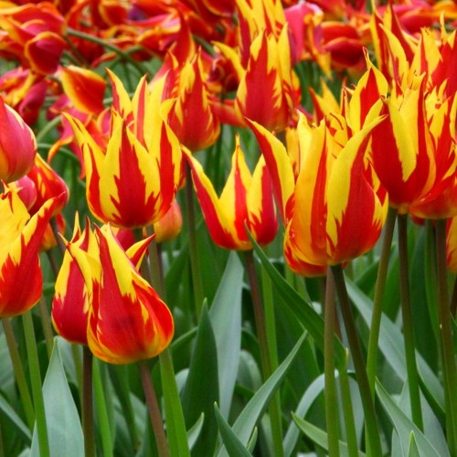 Tulipa 'Fly Away' - Tulp 'Fly Away'